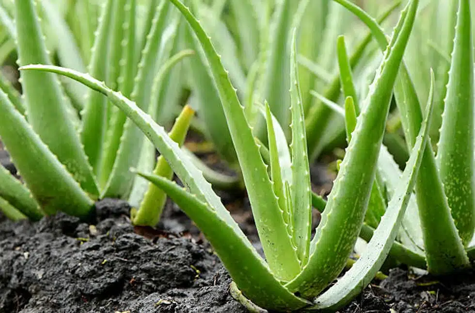 aloe vera se dhan prapti