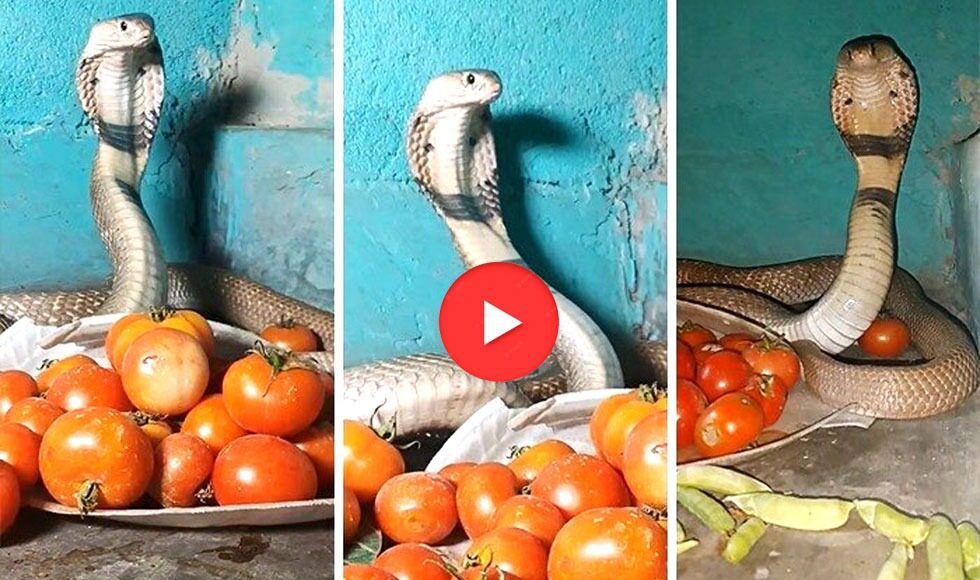 king cobra snake nag video