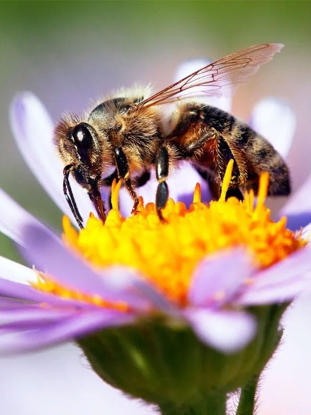 क्या डंक मारने के बाद वाकई मर जाती हैं मधुमक्खियां?